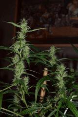 AK48 Pheno tetes en longeur..