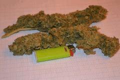 Moby Dick Seche