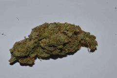 SKUNK1