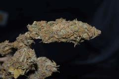 SKUNK1 (Boutures) Tete la plus compact !