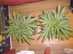 Petites - Skunk1