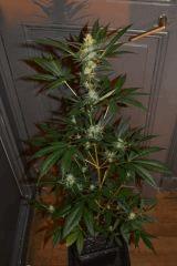 SuperCritical Auto