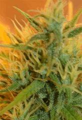 Sativa FLo 60