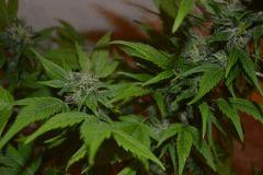 JACK HERRER (GHS) F+40~