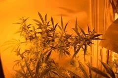 AK48 Pheno tetes longues.. ! Pallissé <3
