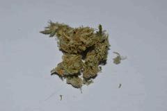 SKUNK1