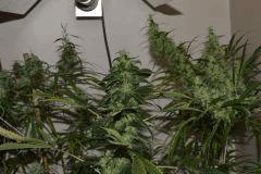 Ak48 - MobyDick - Ak48