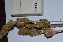 3 Boutures de SKUNK1