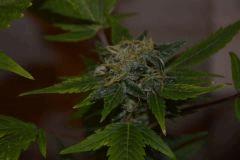JACK HERRER (GHS) F+40~