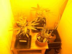 Carré 2 // Petites plantes future espace de flo !