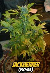 JackHerer