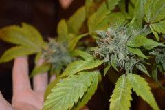 Jack Herrer