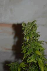 White rhino
