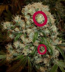 NYD Flo +74 seeds & bananas