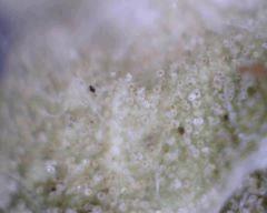 NYD trichomes