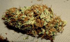 New York Diesel_female seeds from soma