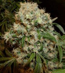NYD Flo +74 seeds from hermaphrodism