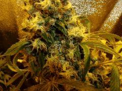 NYD Flo +74 banane herma