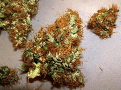 NYD drying 1.2