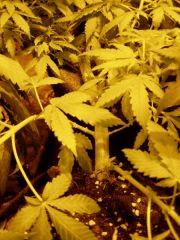 MiS 1.3