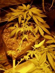MiS 2.2