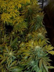 mis1 f+30