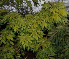 MiS 1 f+30