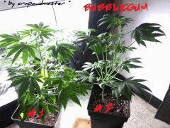 bubblegum ibl "ss"