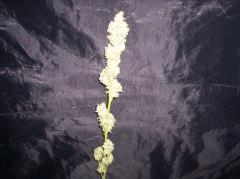 bubblegum "ss"