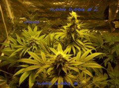 bloom + 36 j