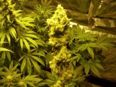 bubblegum "ss"