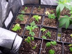 grow