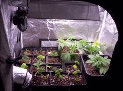 grow (6)