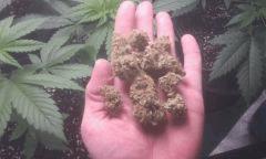 critical dina (3)