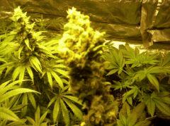 bubblegum "ss"