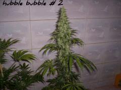 hubble bubble # 2