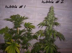 hubble bubble
