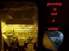 grow & bloom