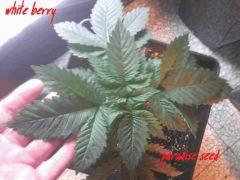 white berry