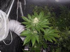 white berry