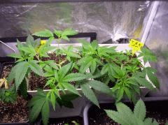 grow