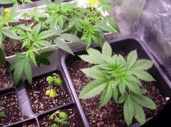 grow (2)