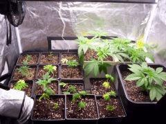 grow