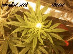 cheese