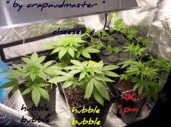hubble  cheese (2)