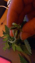 DSC 0194 001
