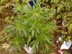 ma 39 en sac fou fou fou