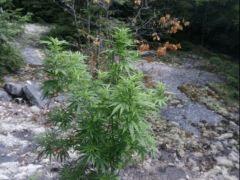 ma grosse m 39 elle est bien seul