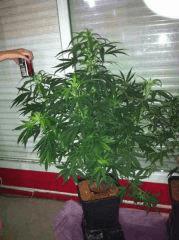 flo +31 stretch x3.5