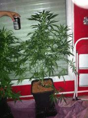 flo +31 stretch x3.5